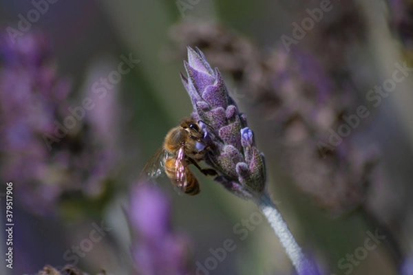 Fototapeta bee on lavender