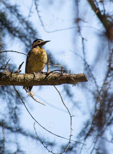 Fototapeta Woodpicker on a branch