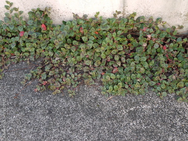 Fototapeta アスファルト