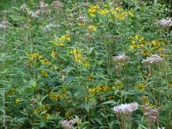 Fototapeta グリーン