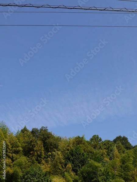 Fototapeta 空　竹林