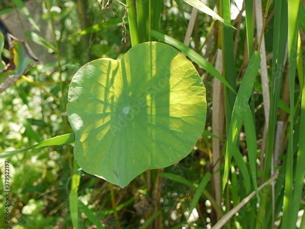 Fototapeta スイレン