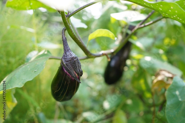 Obraz Two autumn eggplants
