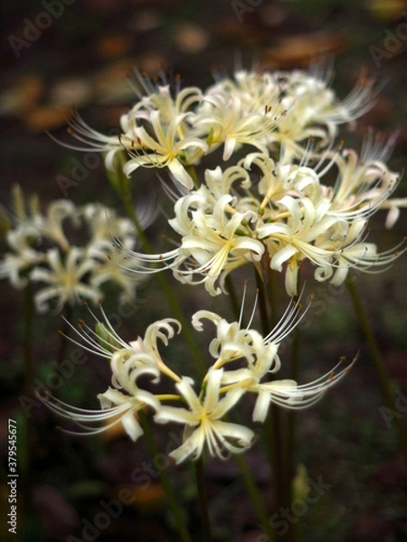 Obraz ショウキズイセン Lycoris africana