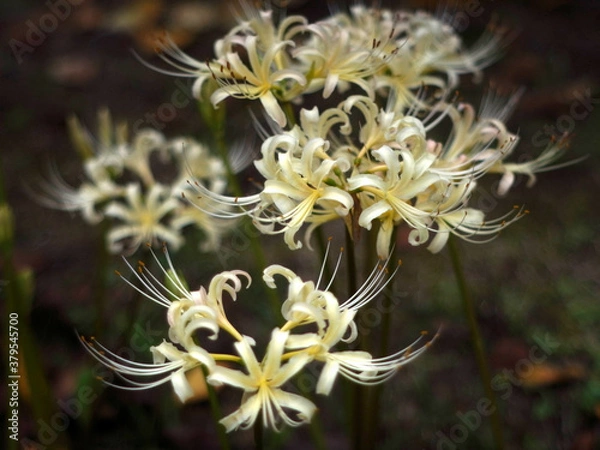 Obraz ショウキズイセン Lycoris africana