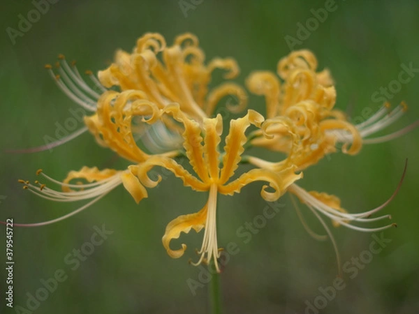 Obraz ショウキズイセン Lycoris africana