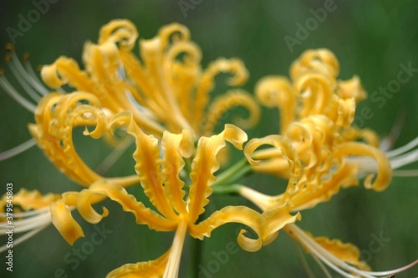 Obraz ショウキズイセン Lycoris africana