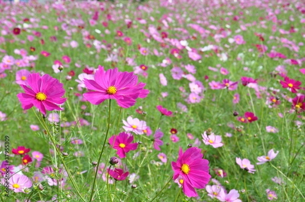 Fototapeta コスモス