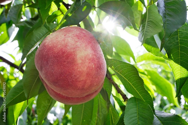 Fototapeta 山梨県笛吹市の桃狩り
