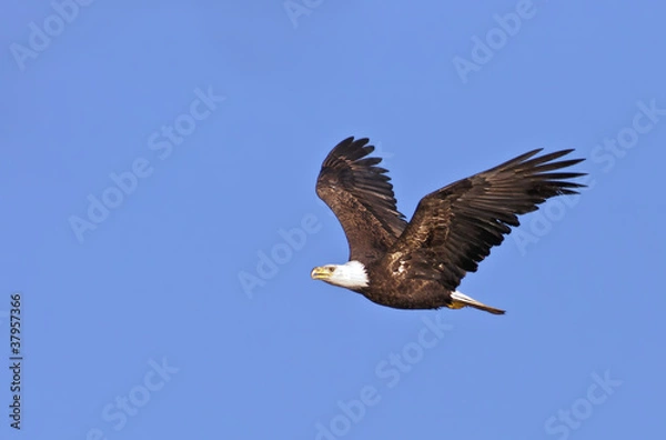 Obraz Bald Eagle Flying