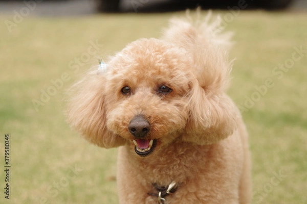 Fototapeta 茶色のトイプードルと芝の庭