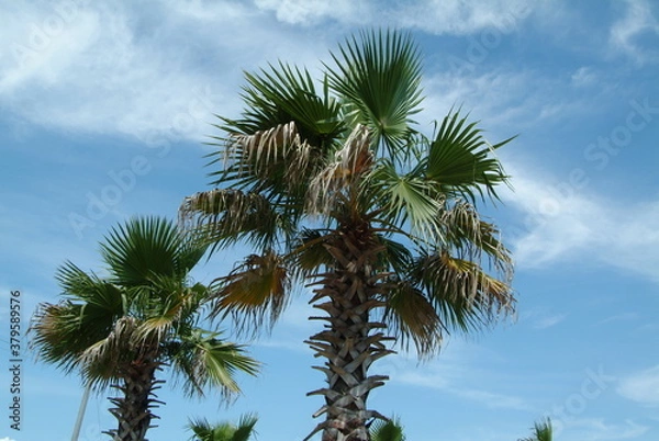 Fototapeta 浦安市総合公園（千葉県浦安市明海）