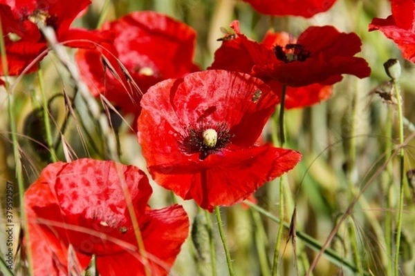 Obraz Coquelicots 
