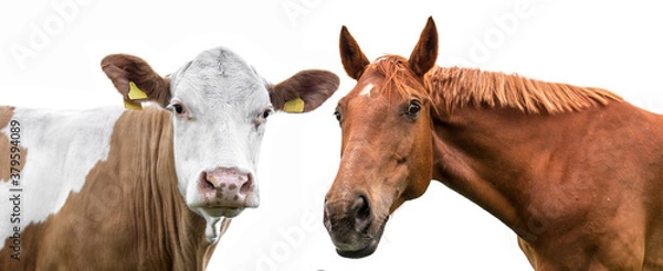 Obraz  cow and horse on white background
