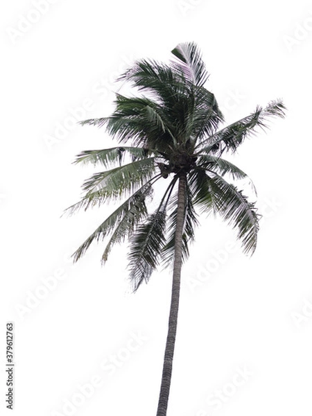 Fototapeta Isolate Coconut tree abstract pattern line on white background