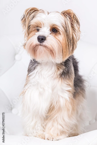 Obraz Yorkshire Terrier
