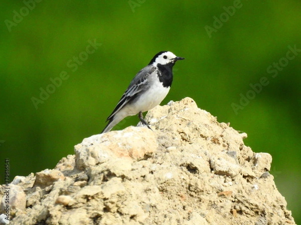 Obraz White wagtail