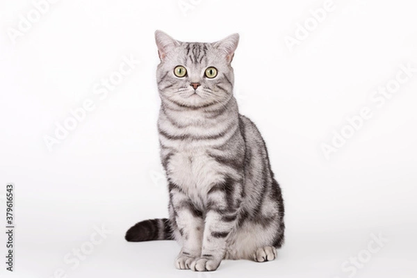 Obraz Britisch Kurzhaar