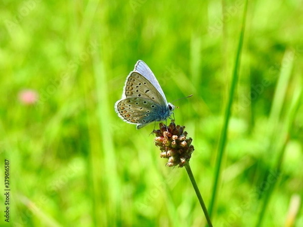 Obraz Polyommatus icarus