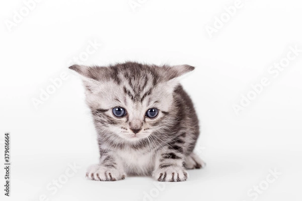 Obraz Britisch Kurzhaar