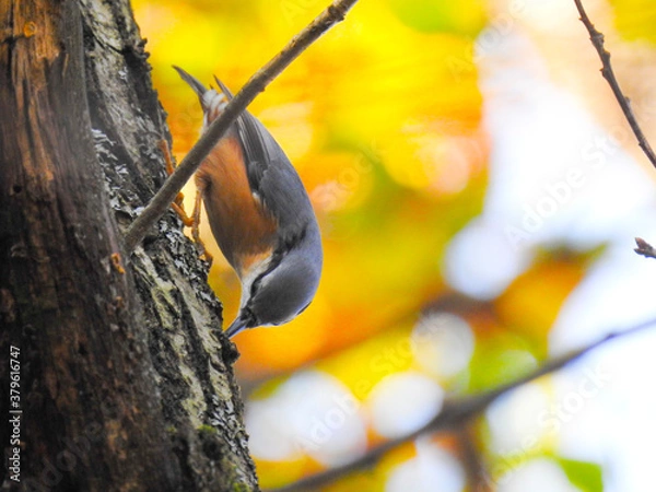 Obraz Eurasian nuthatch