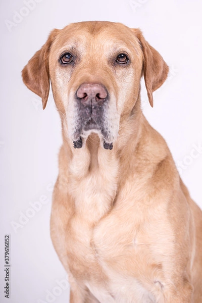 Obraz Golden Retriever