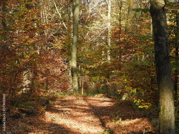 Obraz Autumn forest