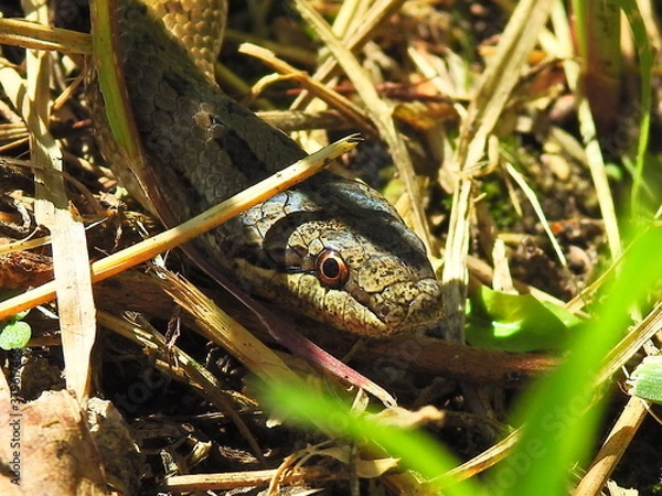 Obraz Wąż Eskulapa