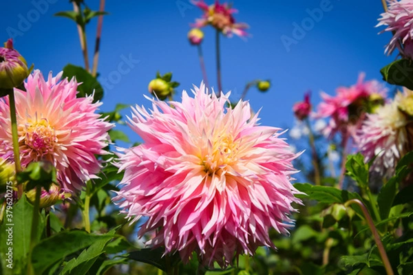 Obraz red and yellow flowers