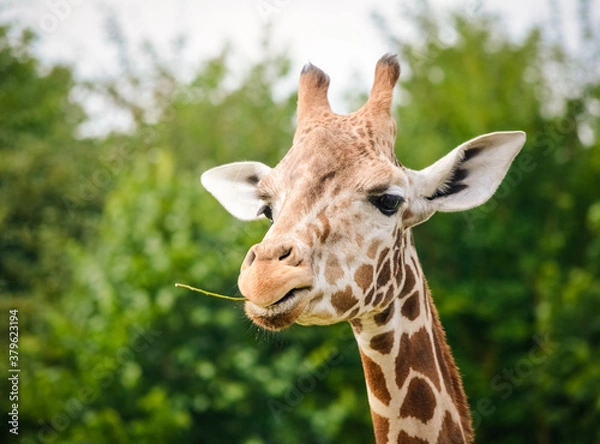 Fototapeta portrait of a giraffe