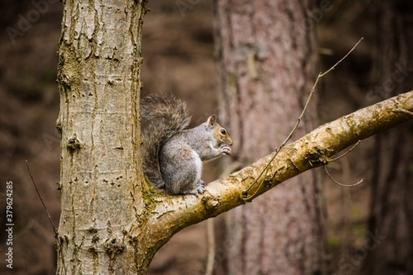 Fototapeta squirrel on a tree