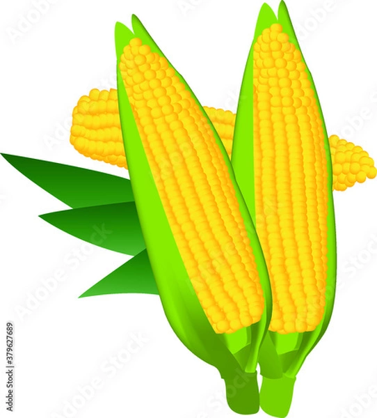 Obraz Corn Vector