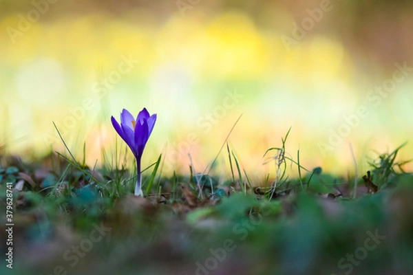 Fototapeta Spring crocus 