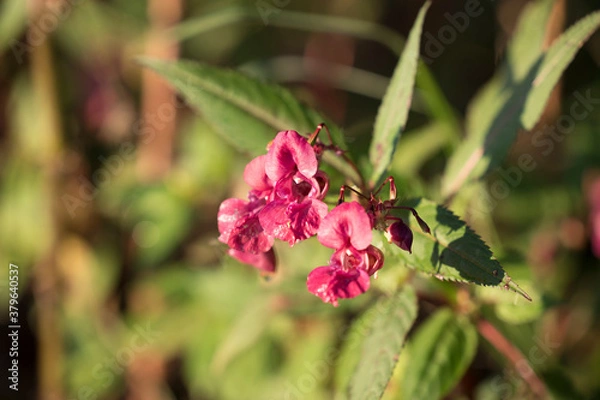 Obraz Rote Blüte in der Sonne