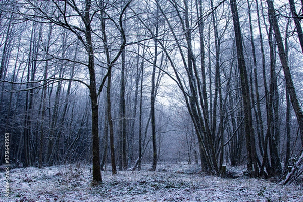 Obraz forest in winter