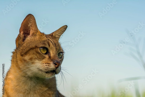 Fototapeta The face side of the cat on sky background