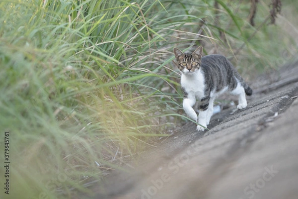 Obraz キジ白の子猫