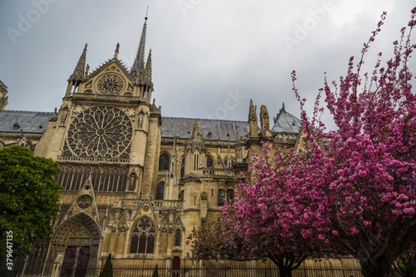Fototapeta Katedra Notre Dame widziana z ogrodu z zachmurzonym niebem i różowymi kwiatami