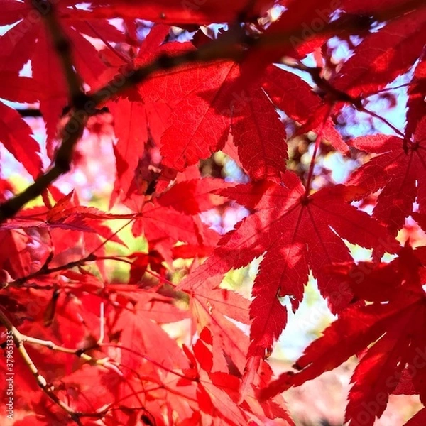 Fototapeta チラシに使える秋のイメージ画像　もみじ　200922 hanadaruma 