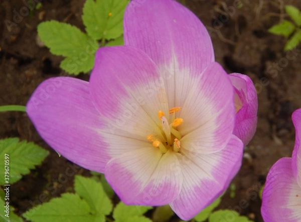 Obraz pink and white flower