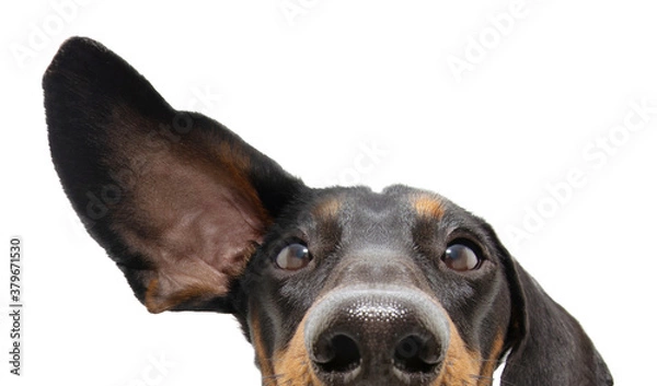 Obraz close-up attentive and listening  dachshund dog with one ear up. Isolated on white background.