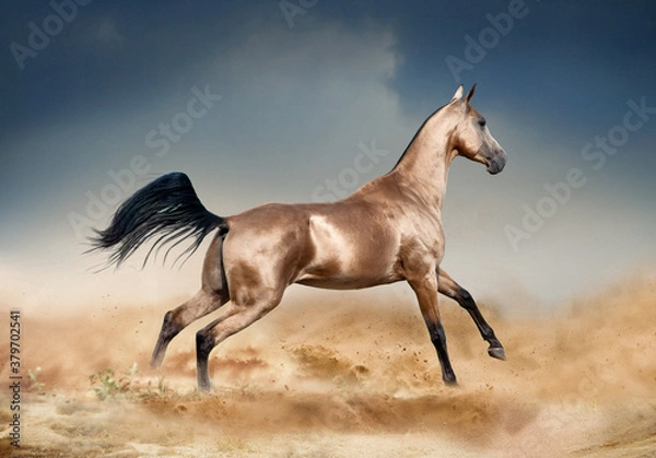 Obraz Golden bucksking akhal-teke horse running in desert