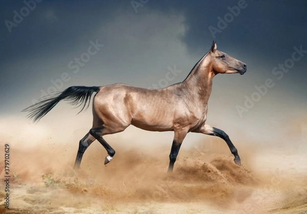 Obraz Golden bucksking akhal-teke horse running in desert