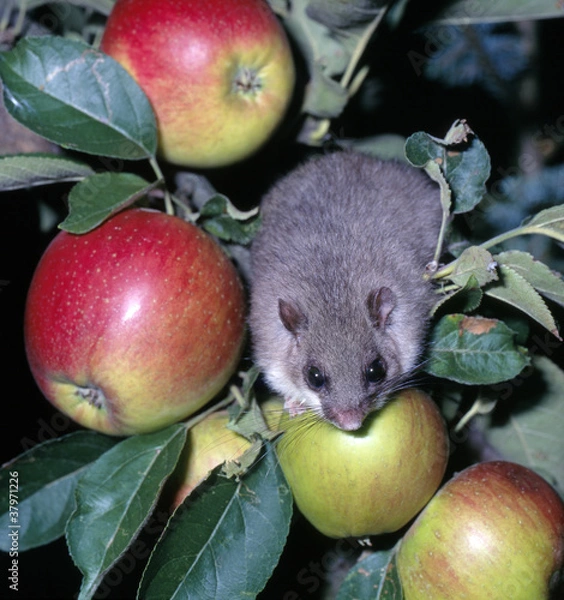 Obraz Siebenschläfer_116841