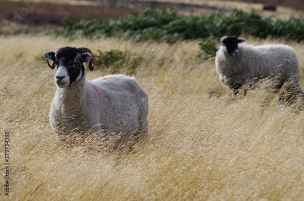 Obraz Sheep walking through tall grass