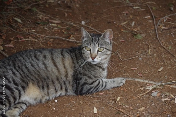 Obraz Cat laying down