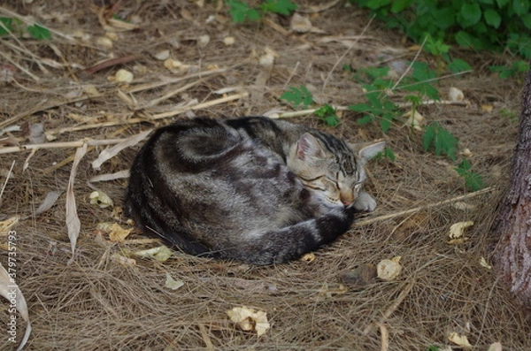 Obraz Tabby Cat curled up sleeping