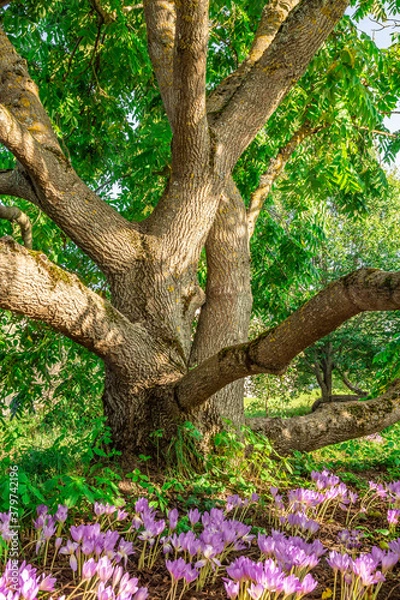 Fototapeta Big Chestnut tree in sunny day