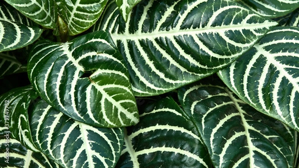 Fototapeta Zebra leaf. Natural background.