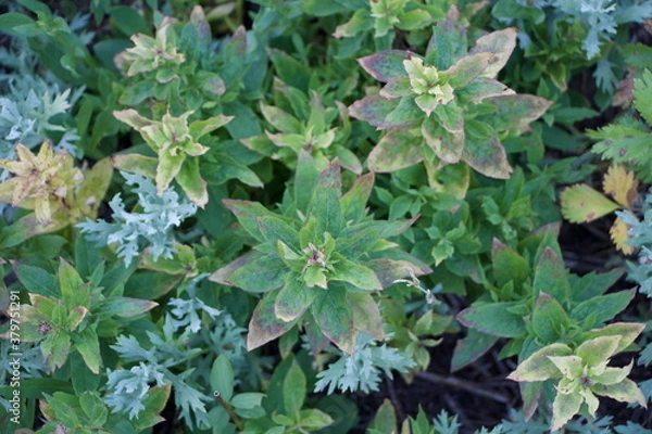 Obraz Wild leaves in the Wasatch mountains of utah.